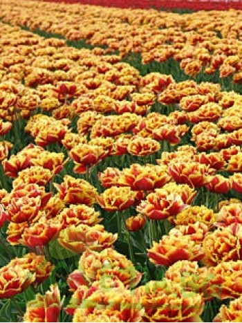  Лале (Tulipa  'Gold Dust') PR932